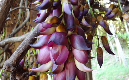 アイラトビカズラ